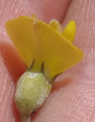 Aspalathus burchelliana