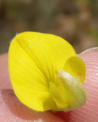 Aspalathus burchelliana