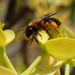 Zonandrena - Photo (c) Stefan, some rights reserved (CC BY-NC), uploaded by Stefan