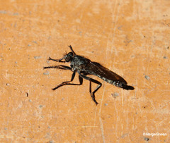 Neoitamus cyanurus