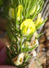 Aspalathus burchelliana