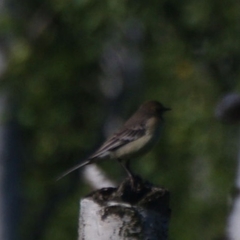 Motacilla citreola