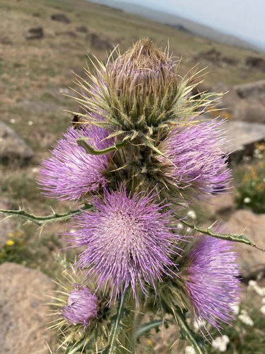 Image of Peck's Thistle (Cirsium peckii) by (c) Matt Berger, some rights reserved (CC BY)