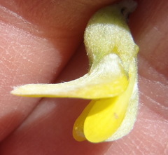 Aspalathus burchelliana