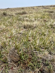 Luzula spicata