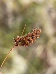 Luzula spicata