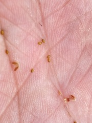 Luzula spicata