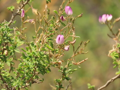 Ononis tridentata