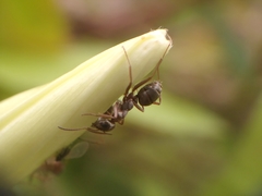 Formica cinerea