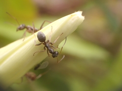 Formica cinerea