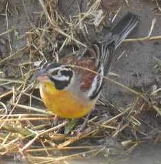 Emberiza flaviventris kalaharica