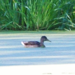 Anas platyrhynchos