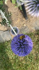 Bombus perplexus
