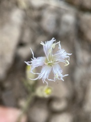 Silene oregana