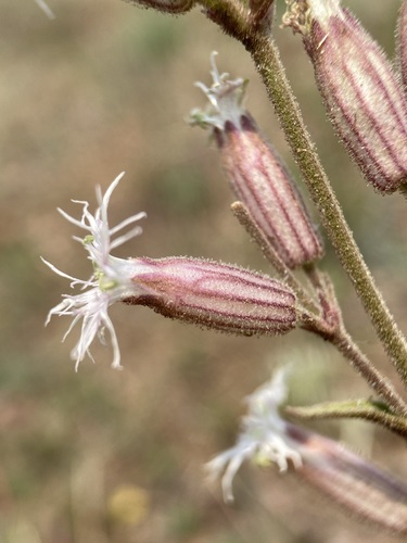 Image of Silene oregana by (c) Matt Berger, some rights reserved (CC BY)