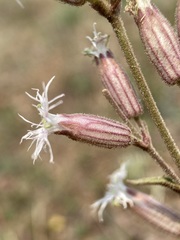 Silene oregana