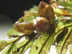 Hymenophyllum wilsonii