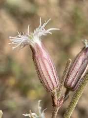 Silene oregana