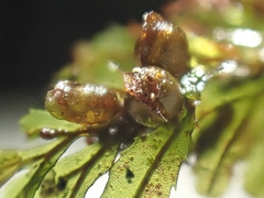 Hymenophyllum wilsonii