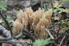Ramaria pallida