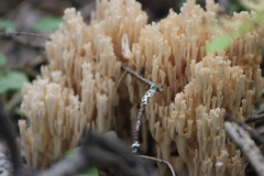 Ramaria pallida
