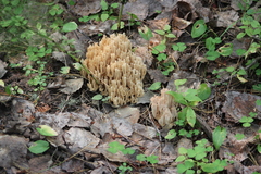 Ramaria pallida