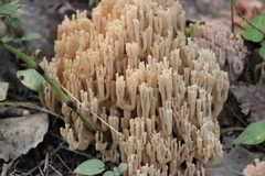 Ramaria pallida