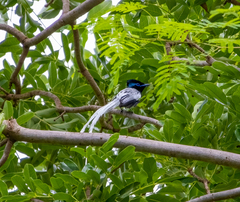 Terpsiphone viridis