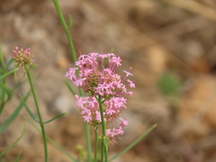 Centranthus lecoqii