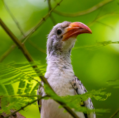 Tockus erythrorhynchus
