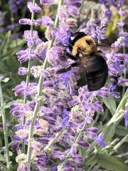 Xylocopa virginica