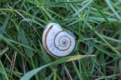 Xerolenta obvia