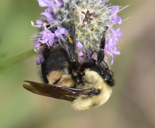 photo of Brown-belted Bumble Bee (Bombus griseocollis)