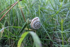Xerolenta obvia