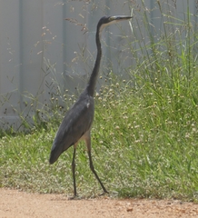 Ardea melanocephala
