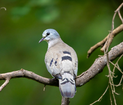 Turtur abyssinicus