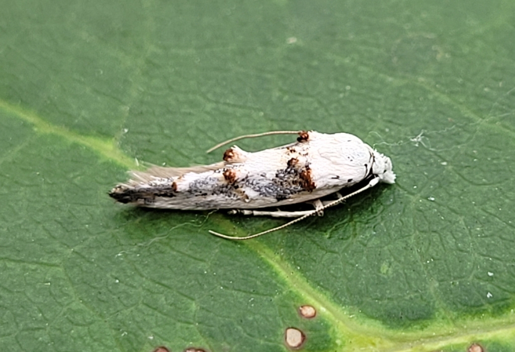 Mompha claudiella