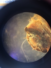 Cordulegaster maculata