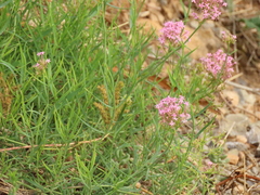 Centranthus lecoqii