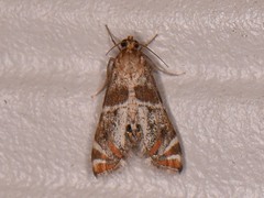 Petrophila jaliscalis