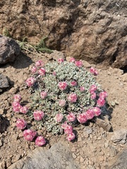 Eriogonum ovalifolium rubidum