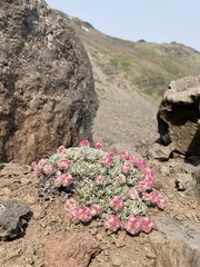 Eriogonum ovalifolium rubidum