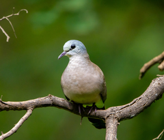 Turtur abyssinicus