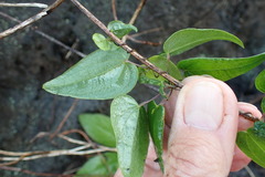 Dioscorea burchellii