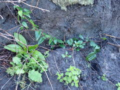 Dioscorea burchellii