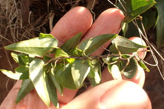 Dioscorea burchellii