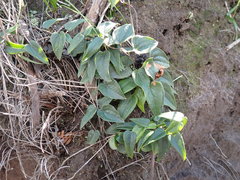 Dioscorea burchellii