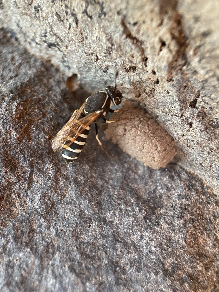 Pseudomasaris zonalis
