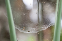 Frontinella huachuca