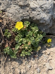 Potentilla brevifolia